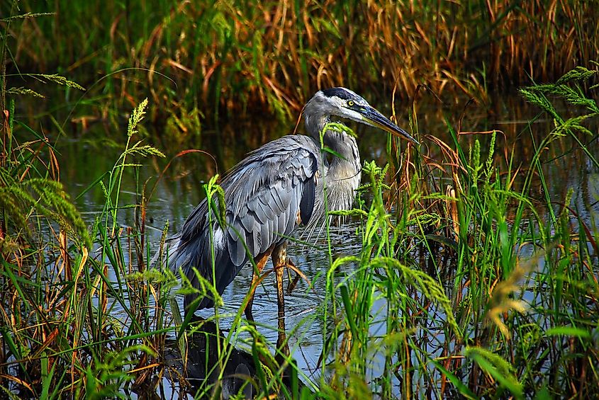 Great blue heron. Lake Woodruff National Wildlife Refuge