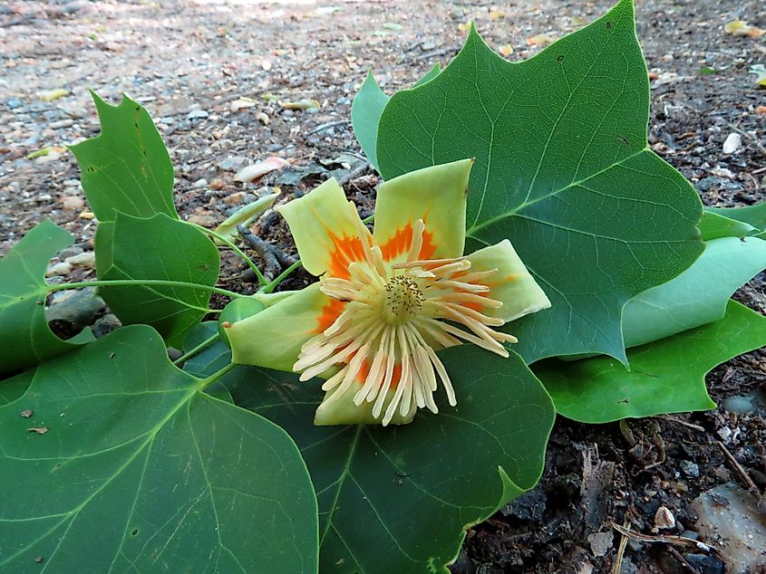 A tuliptree’s flower and distinctive leaves, photographed in Washington, DC. The Bedford County champion belongs to the same species