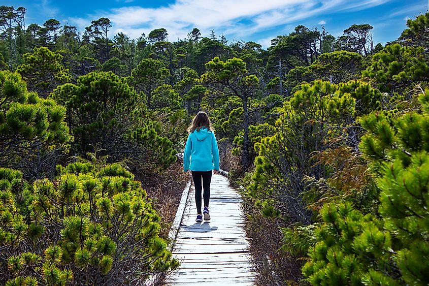 A person walking on a wooden boardwalk at the Bog Trail along coastal Shore Pine Trees in Pacific Rim National Park