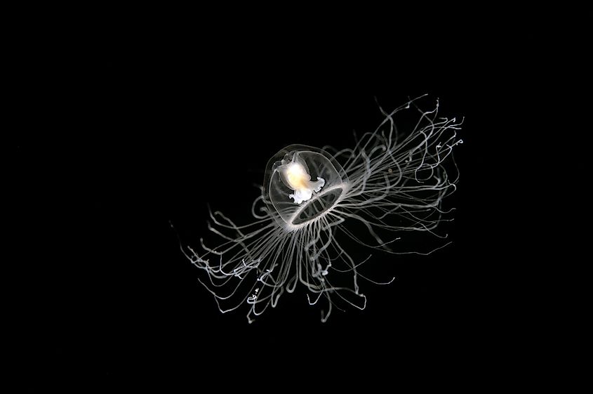 Immortal jellyfish, Turritopsis nutricula, Sarigerme Turkey.