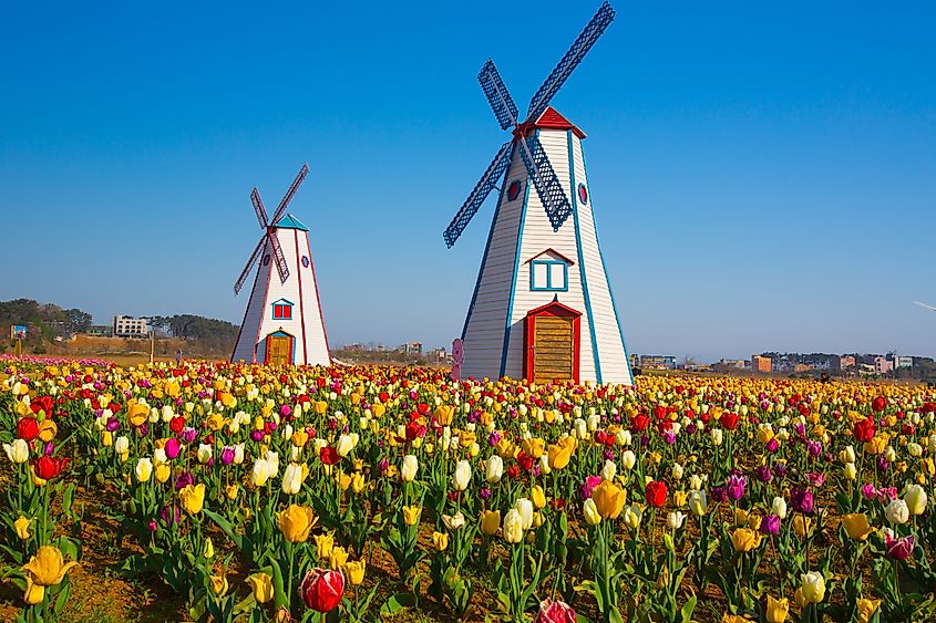 Windmills and tulips in Holland, Michigan.