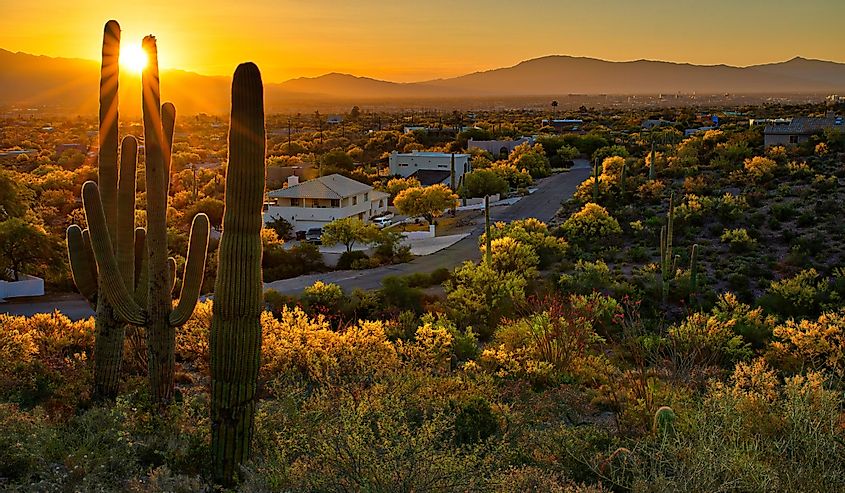 Houses between Saguaros in Tucson, Arizona