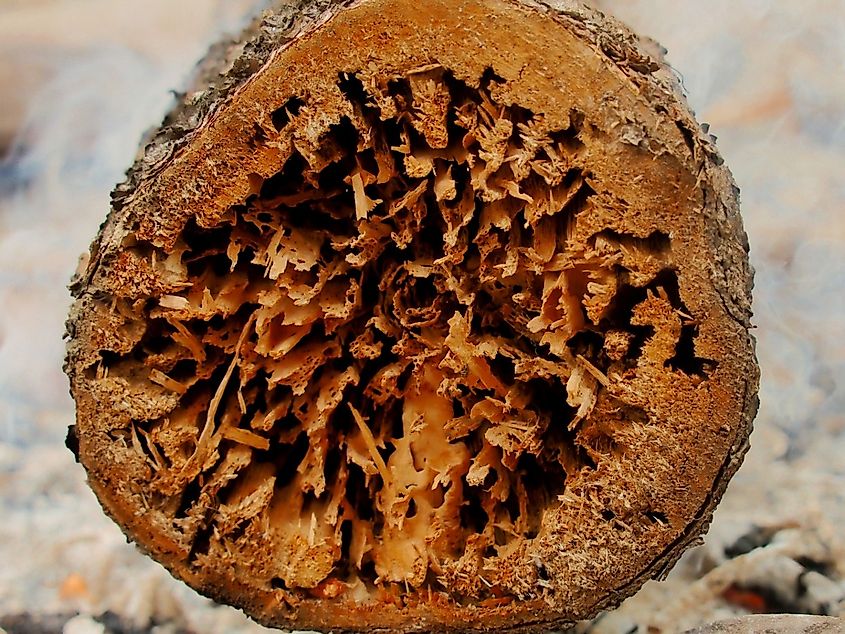 Pine log showing internal devastation caused by the Mountain Pine Beetle investation currently sweeping across Western Canada and the US Northwest. It spreads as winters are warmer