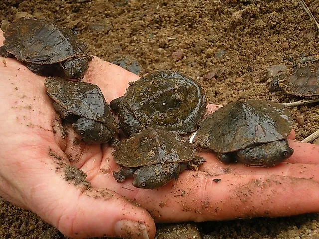 Mary River turtle