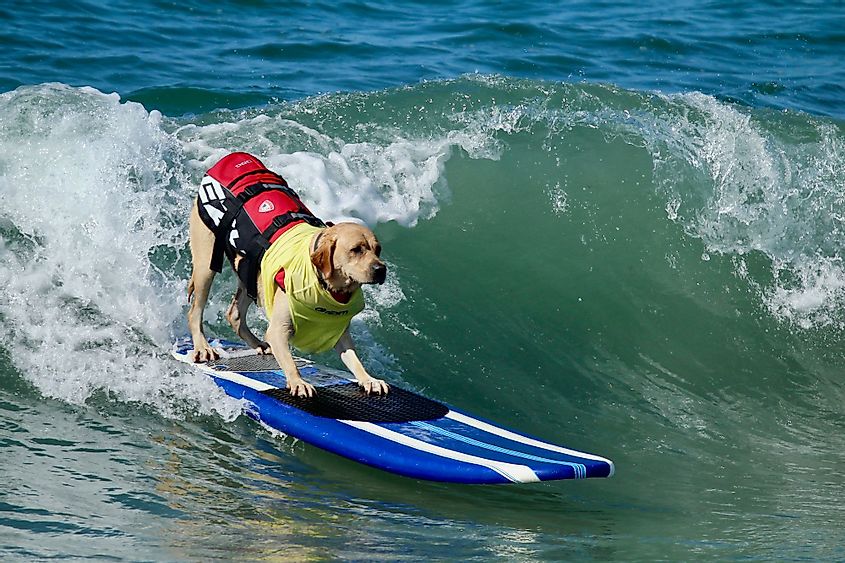 Dog Surfing Competition at Huntington Beach, California