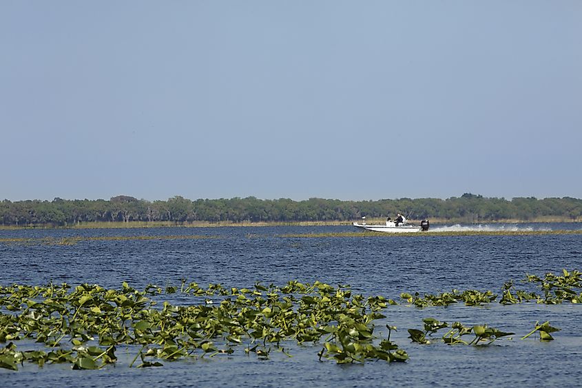 Two men in a fishing boat speed along on Lake Kissimmee near water lilies in the swamp at Lake Kissimmee State Park.