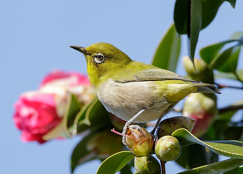 Japanese white-eye at Tennōji Park in Osaka. © Laitche / Wikimedia Commons