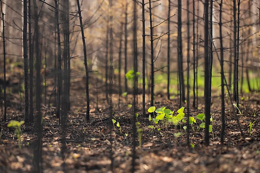 Fresh sprouts of green wild plants on the forest floor of coals, ash and burnt tree trunks.