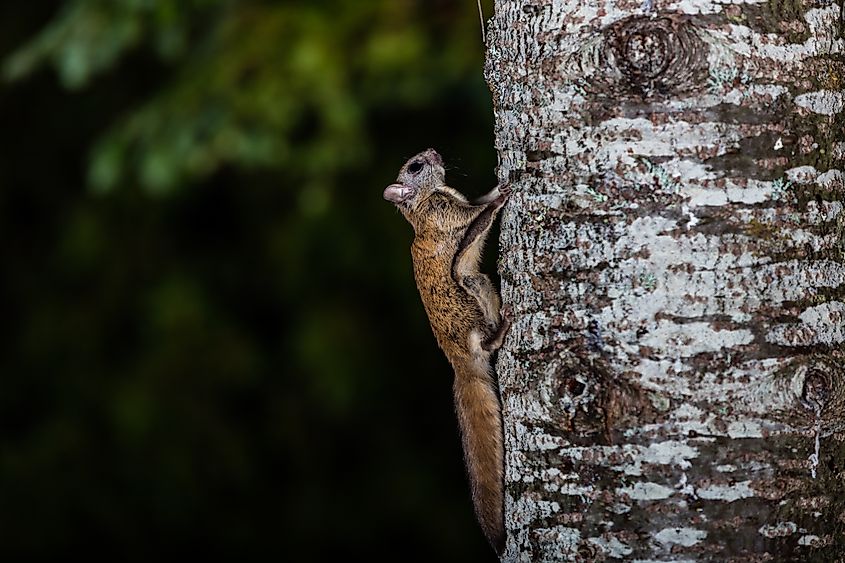 A Northern flying squirrel climbing up a tree.