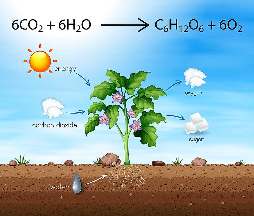 Photosynthesis 