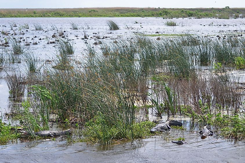 American Alligators basking in Shoveler Pond at Jocelyn Nungaray National Wildlife Refuge, Texas