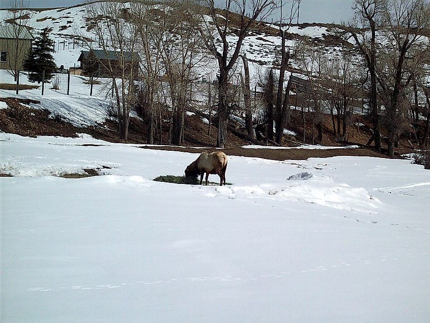 An Elk grazing at Bear River State Park, Spring 2008.