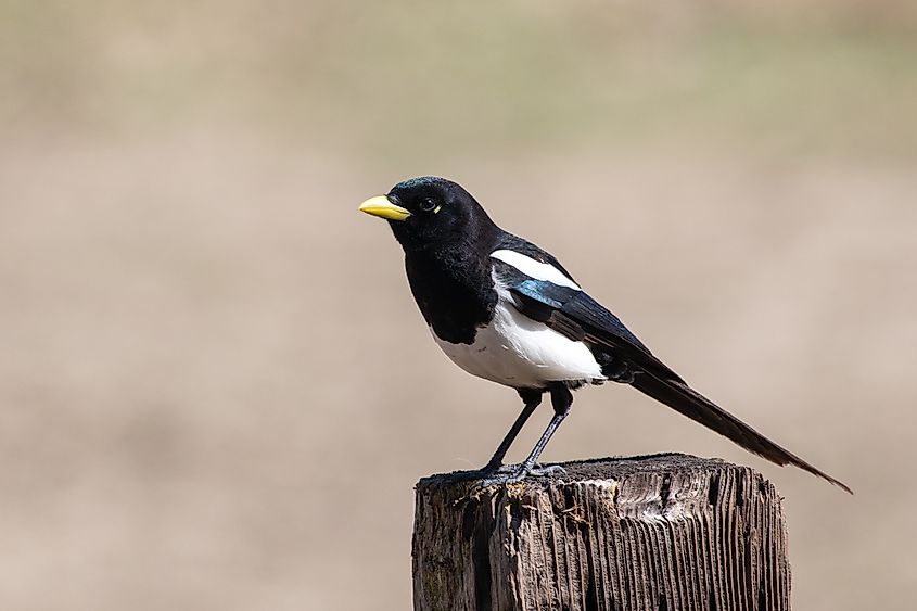 Yellow-billed magpie sitting on a fence post