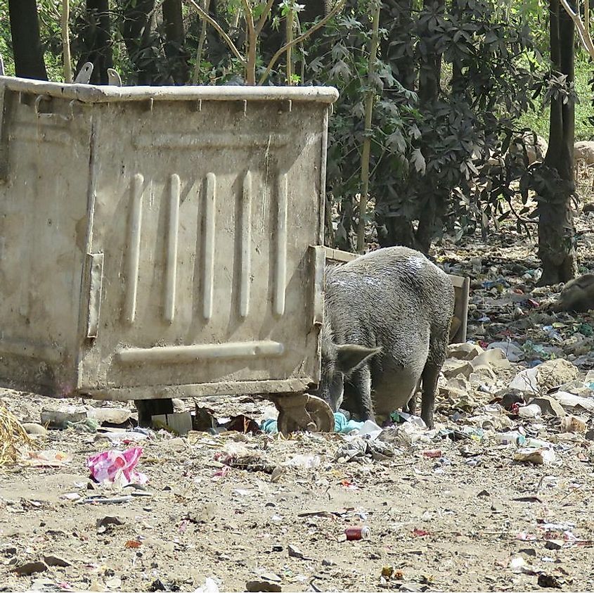 Garbage with pigs near Sanjay Gandhi National Park