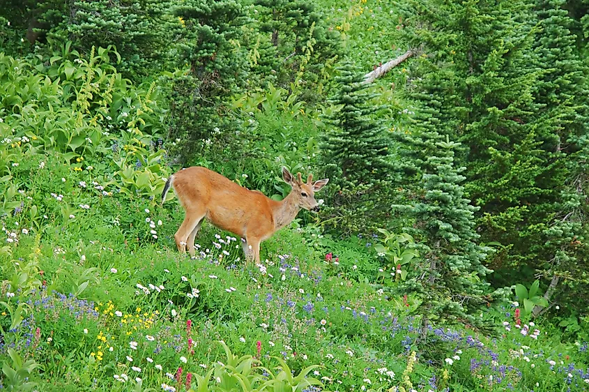 Columbian black-tailed deer at Mt. Rainier National Park