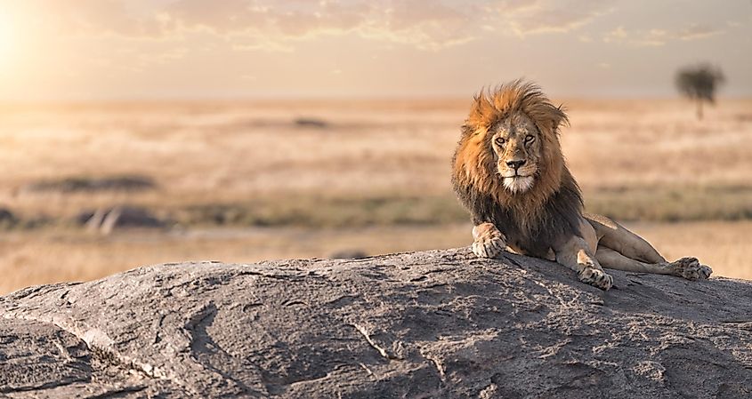 Lion in Serengeti National Park