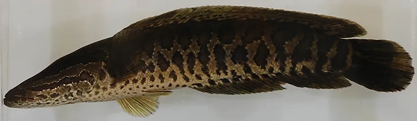 Northern snakehead (Channa argus), the invasive species recorded in Crystal Lake