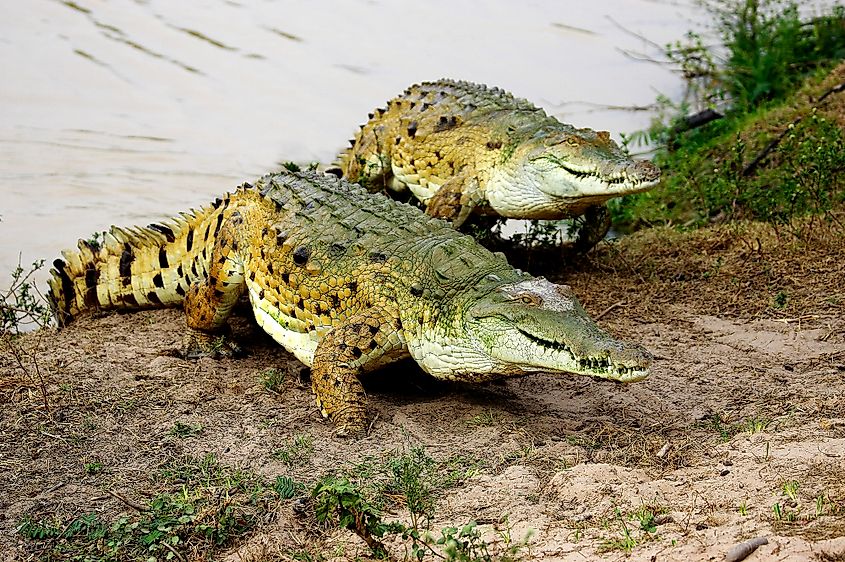 Orinoco crocodile