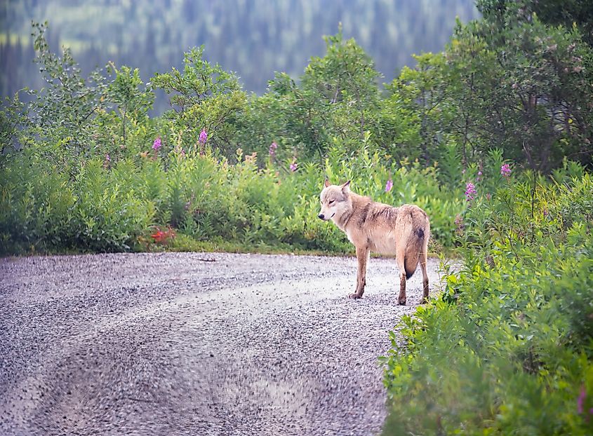 A wolf standing on a road at the Denali National Park And Preserve, Alaska.