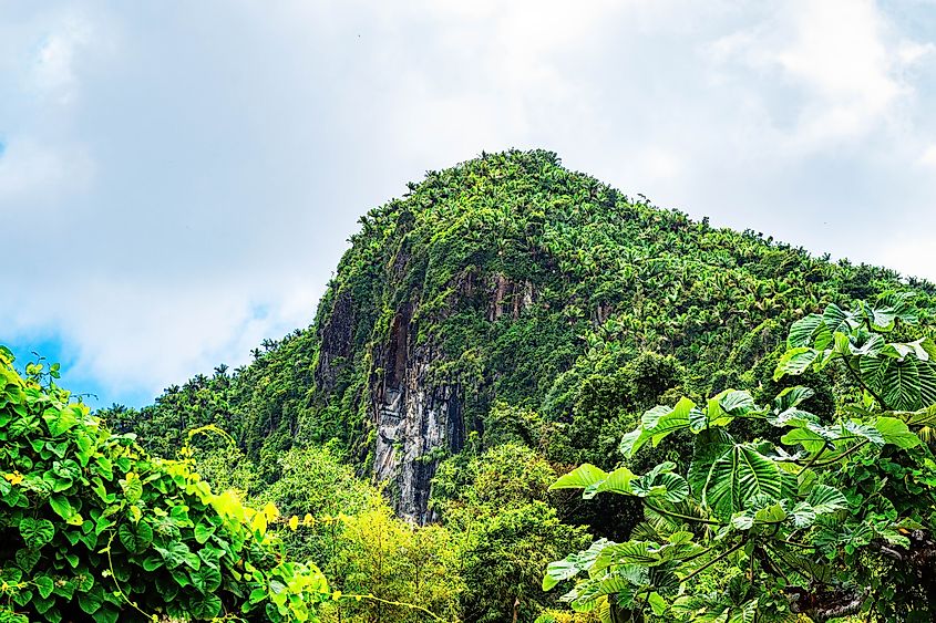 El Yunque National Forest in Puerto Rico.