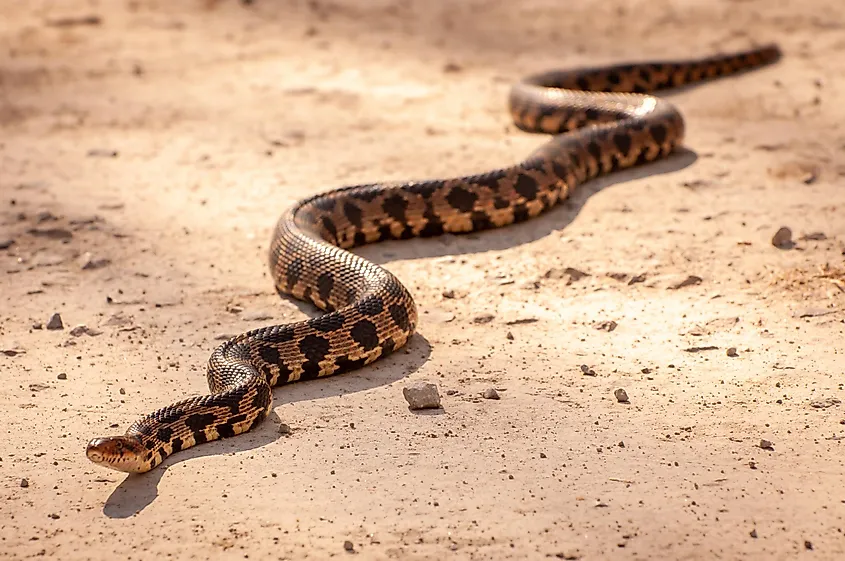 Eastern fox snake is one of the snakes found in Caledonia, Wisconsin.