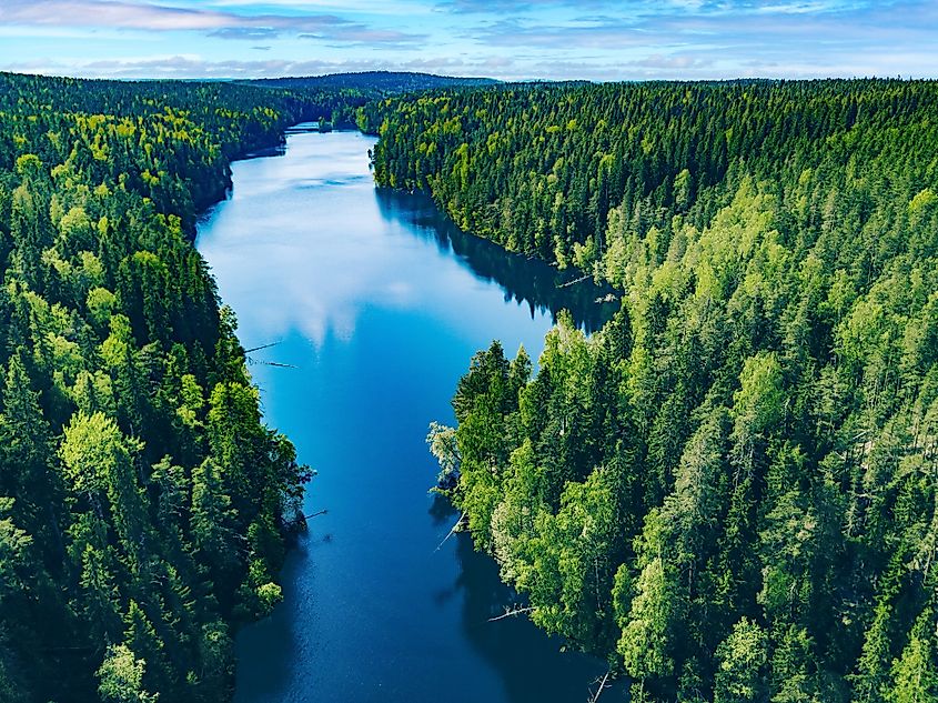 Serene Aerial View of Lush Green Forests Surrounding a Calm River in Nature's Embrace in Finland.