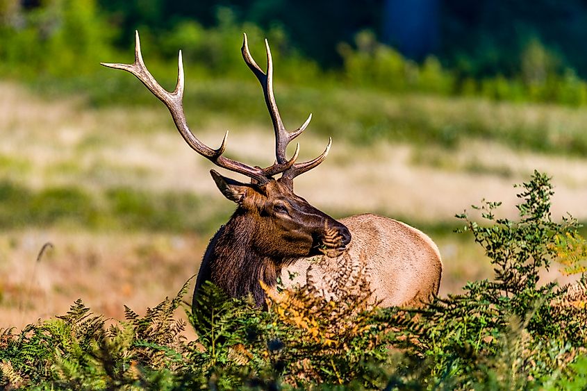 Elk in Redwood National Park
