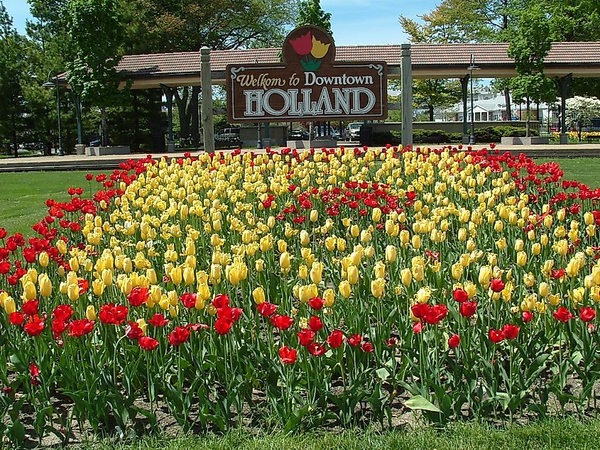 Tulip beds in downtown Holland, Michigan.