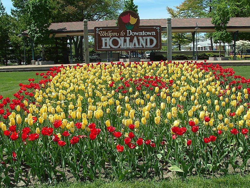 Tulip beds in downtown Holland, Michigan.