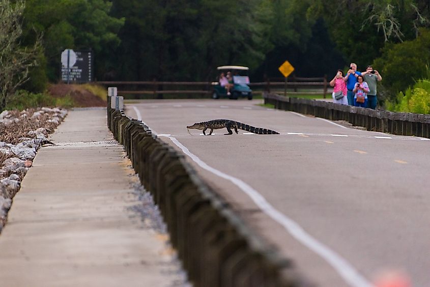 An Alligator crossing the road in Huntington Beach State Park, South Carolina