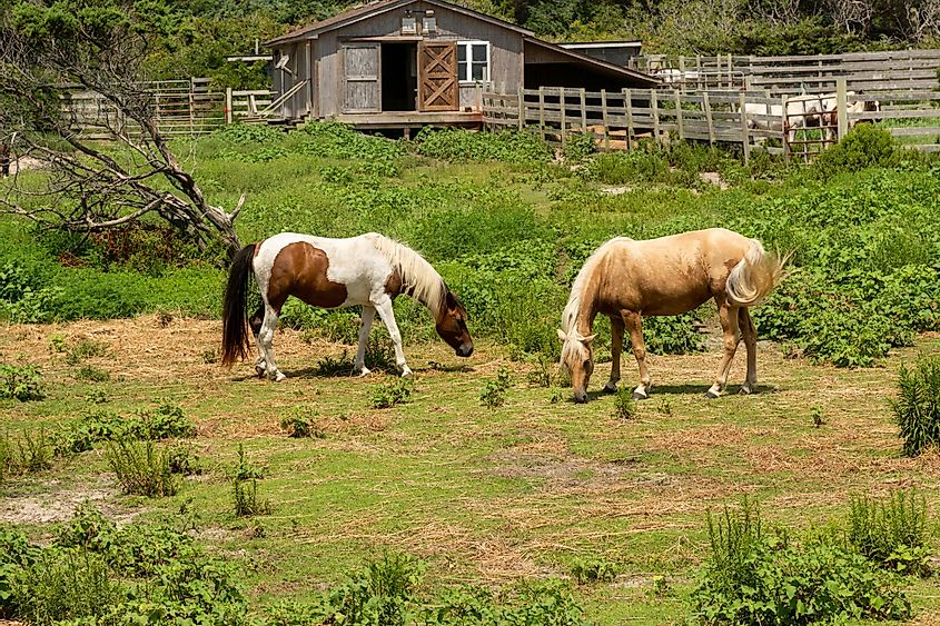 Ocracoke island ponies