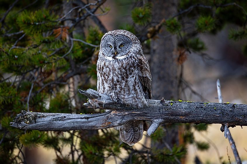 A great gray owl perched on a tree in Yellowstone National Park, Wyoming.
