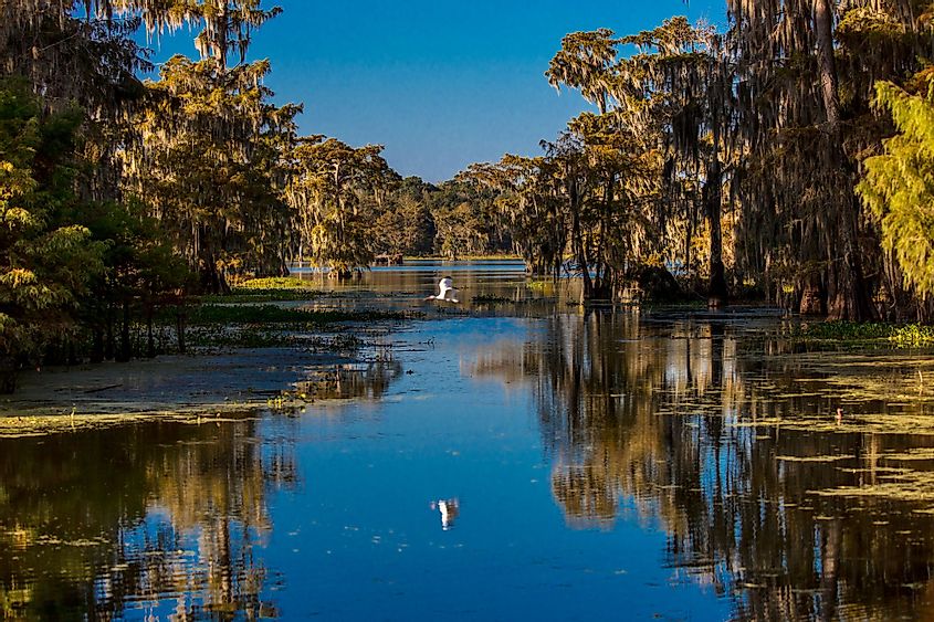 White Egret flies in Cajun Swamp & Lake Martin, near Breaux Bridge and Lafayette, Louisiana