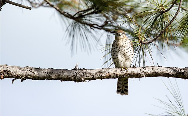 Extremely rare Mauritius Kestrel (Falco puncatatus) perching on a horizontal pine tree branch, facing and watching the camera.