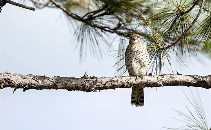 Extremely rare Mauritius Kestrel (Falco puncatatus) perching on a horizontal pine tree branch, facing and watching the camera.