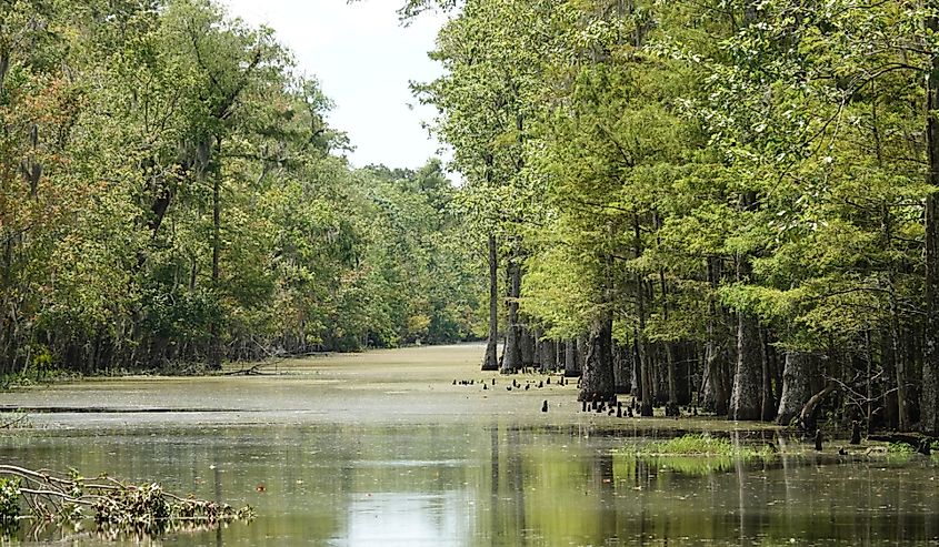 Marsh river in Houma Louisiana with trees lining the banks