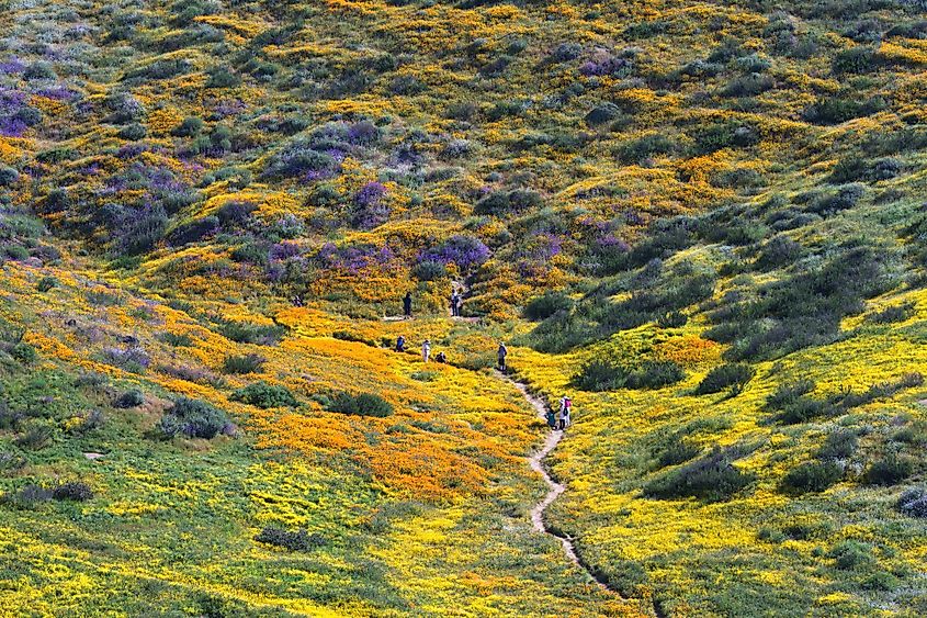 Wildflowers blooming along the Diamond Valley Lake