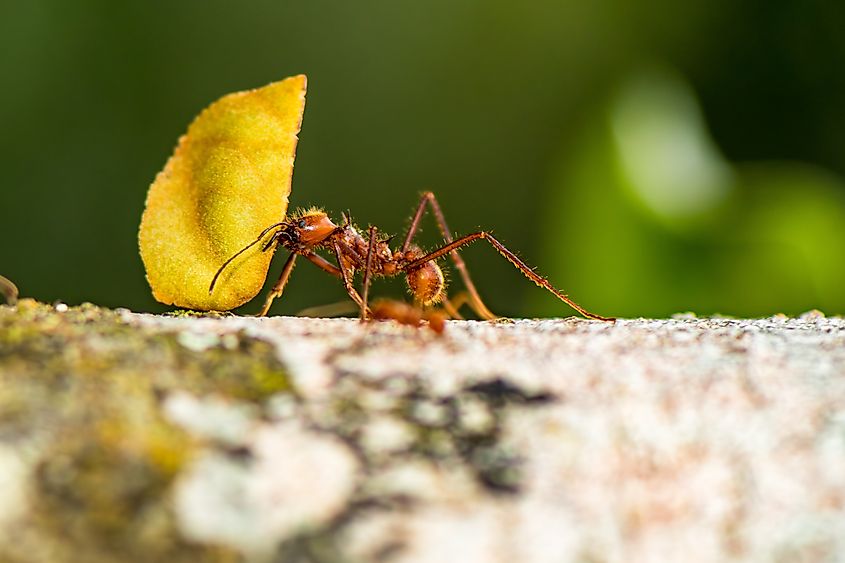 A worker leafcutter ant carrying a leaf.