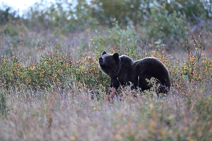 The grizzly bear is nearly extinct in the North Cascades region. Grizzly bear in Glacier National Park. Credit: Frank Fichtmueller/Shutterstock.com