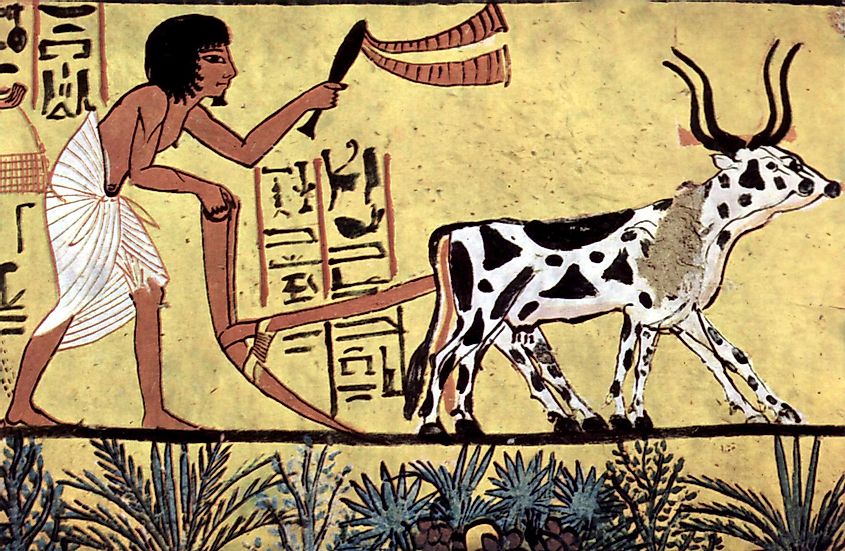Ploughing with a yoke of horned cattle in Ancient Egypt. Painting from the burial chamber of Sennedjem, c. 1200 BC.