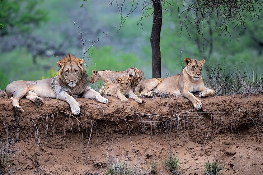 Where Do Lions Live WorldAtlas where-do-lions-live-worldatlas