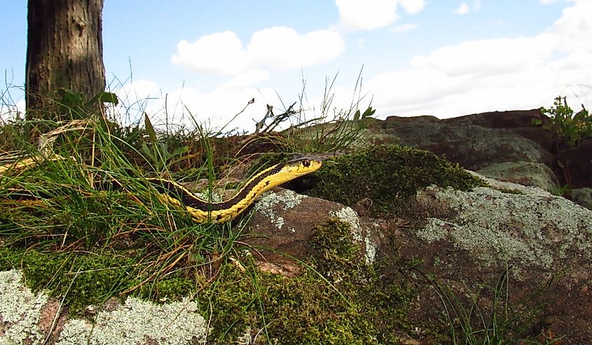 Eastern Garter Snake (Thamnophis sirtalis) on lichen covered rocks with tree and sky in background, Thousand Islands, New York