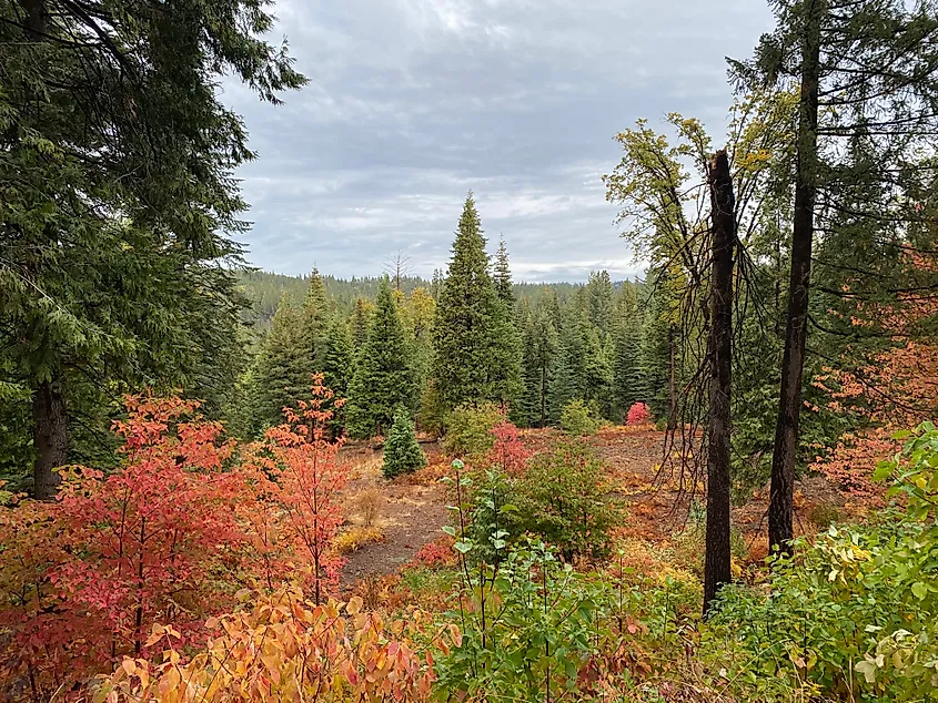 Fall colors in the Stanislaus National Forest near Arnold, California.
