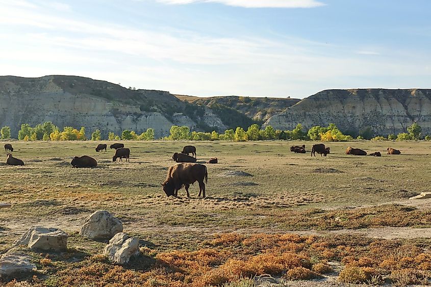 wild bisons in the Theodore Roosevelt National Park in badlands in North Dakota, United States
