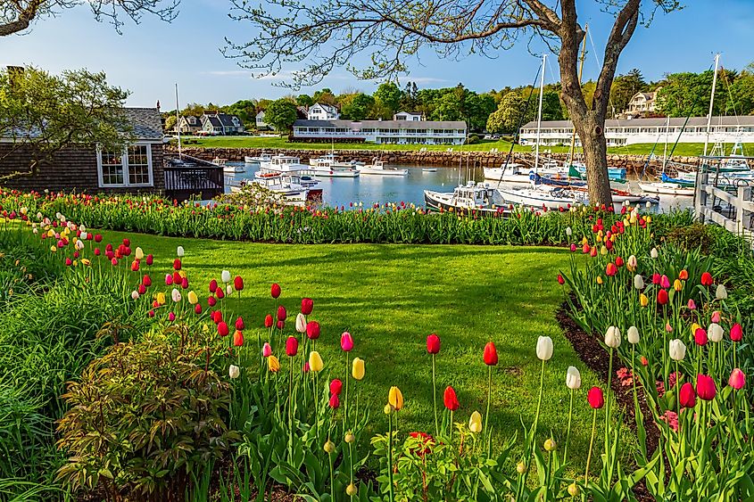 Tulips in bloom in Ogunquit, Maine