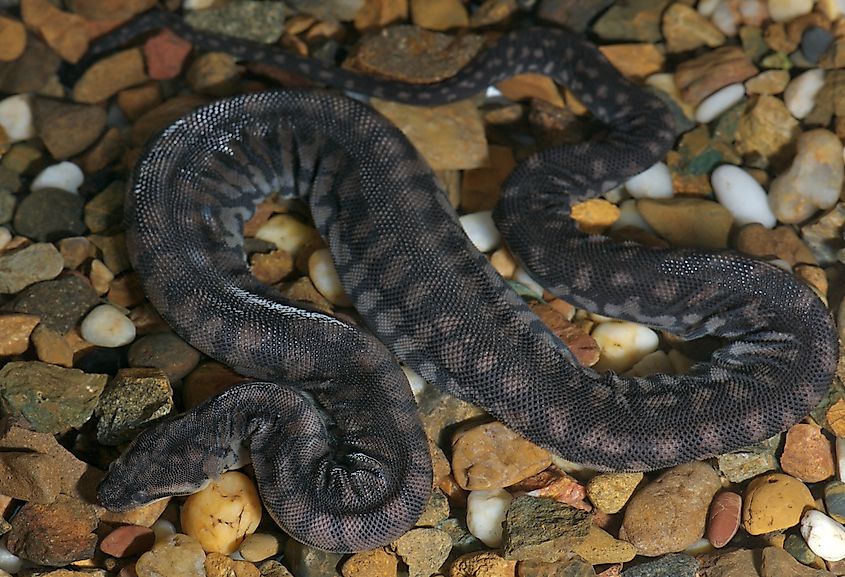 An Arafura file snake.