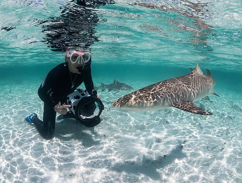 Lemon shark