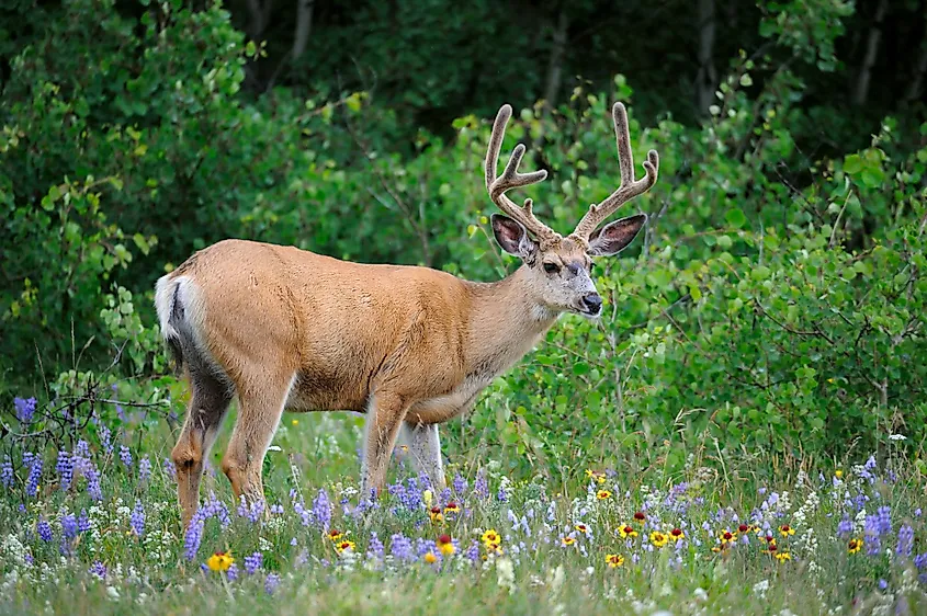 Waterton Lakes National Park