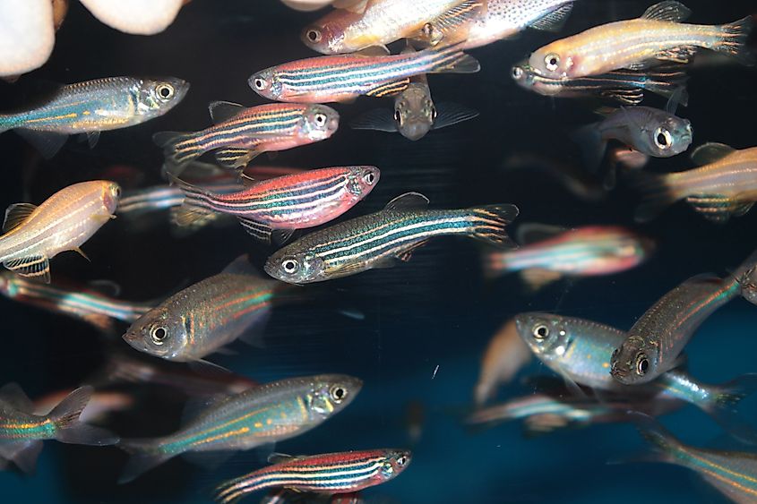 Zebra fish swimming in the water.