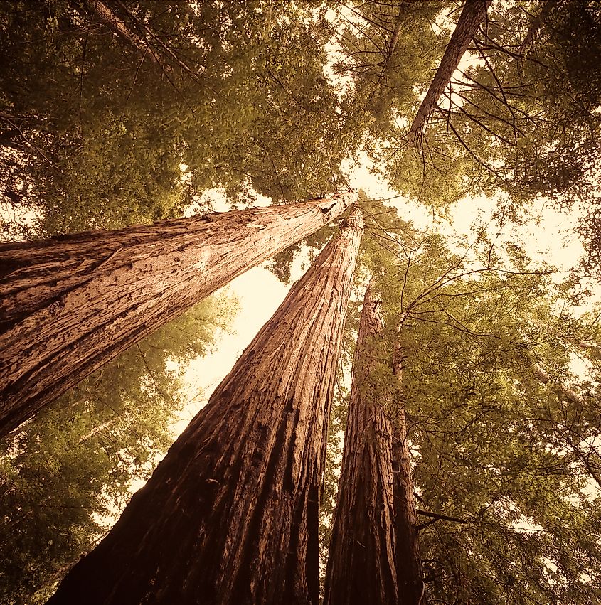 Redwood trees in Northern California